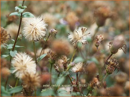 Aster radula &#039;August Sky&#039; | Aster | Raspel-Aster