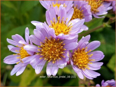 Aster tataricus &#039;Jindai&#039; | Aster | Tatarische Aster