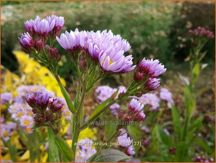 Aster tataricus &#039;Jindai&#039; | Aster | Tatarische Aster