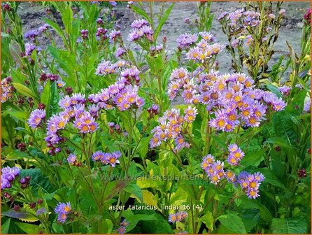 Aster tataricus &#039;Jindai&#039; | Aster | Tatarische Aster