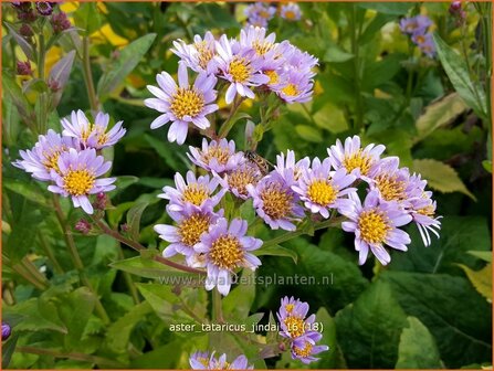 Aster tataricus &#039;Jindai&#039; | Aster | Tatarische Aster