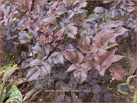 Astilbe &#039;Chocolate Shogun&#039; | Pluimspirea, Spirea | Prachtspiere