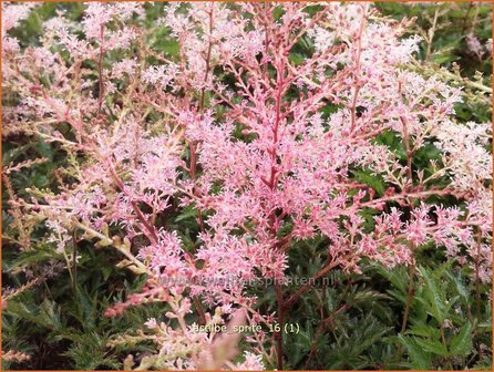 Astilbe &#039;Sprite&#039; | Pluimspirea, Spirea | Prachtspiere