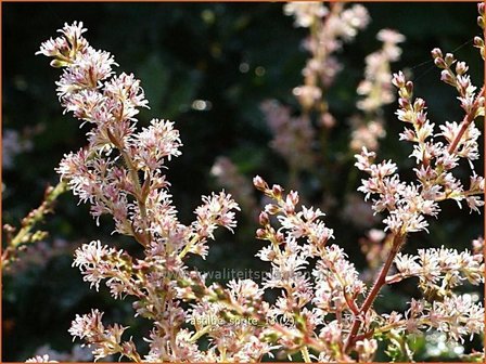 Astilbe &#039;Sprite&#039; | Pluimspirea, Spirea | Prachtspiere