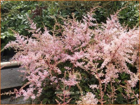 Astilbe &#039;Sprite&#039; | Pluimspirea, Spirea | Prachtspiere