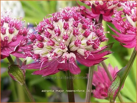 Astrantia major &#039;Rosensinfonie&#039; | Zeeuws knoopje, Groot sterrenscherm | Gro&szlig;e Sterndolde