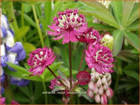 Astrantia major &#039;Rosensinfonie&#039; | Zeeuws knoopje, Groot sterrenscherm | Gro&szlig;e Sterndolde