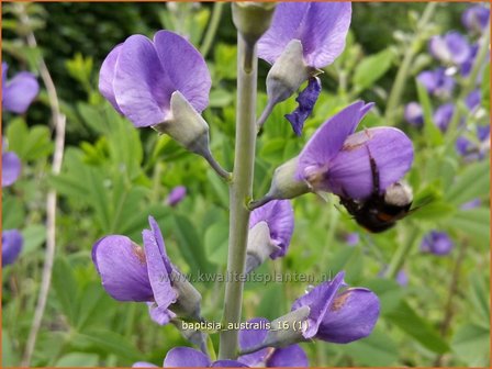 Baptisia australis | Valse indigo, Indigolupine | S&uuml;dliche F&auml;rberh&uuml;lse