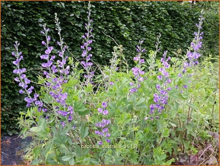 Baptisia australis | Valse indigo, Indigolupine | S&uuml;dliche F&auml;rberh&uuml;lse