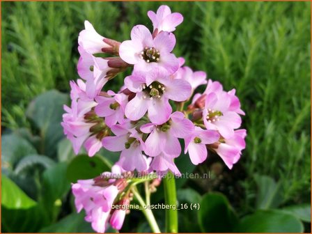 Bergenia &#039;Oeschberg&#039; | Schoenlappersplant, Olifantsoor | Bergenie