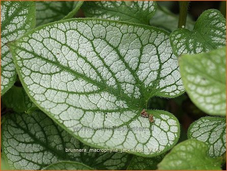 Brunnera macrophylla &#039;Jack Frost&#039; | Kaukasische vergeet-mij-nietje, Vast vergeet-mij-nietje | Kaukasusvergissmeinnich