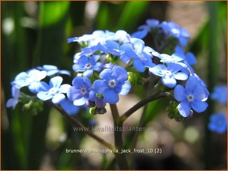 Brunnera macrophylla &#039;Jack Frost&#039; | Kaukasische vergeet-mij-nietje, Vast vergeet-mij-nietje | Kaukasusvergissmeinnich