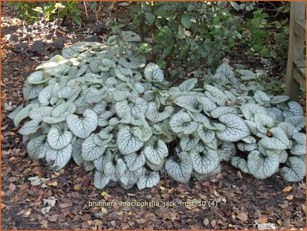 Brunnera macrophylla &#039;Jack Frost&#039; | Kaukasische vergeet-mij-nietje, Vast vergeet-mij-nietje | Kaukasusvergissmeinnich