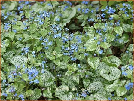 Brunnera macrophylla &#039;Jack Frost&#039; | Kaukasische vergeet-mij-nietje, Vast vergeet-mij-nietje | Kaukasusvergissmeinnich