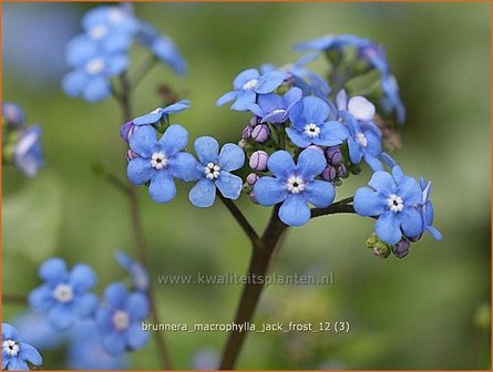 Brunnera macrophylla &#039;Jack Frost&#039; | Kaukasische vergeet-mij-nietje, Vast vergeet-mij-nietje | Kaukasusvergissmeinnich