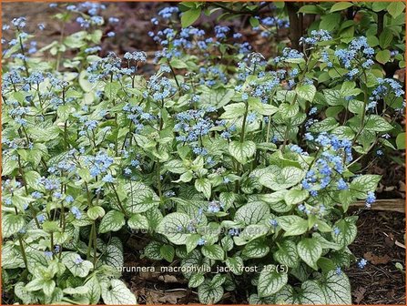 Brunnera macrophylla &#039;Jack Frost&#039; | Kaukasische vergeet-mij-nietje, Vast vergeet-mij-nietje | Kaukasusvergissmeinnich