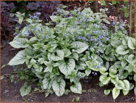 Brunnera macrophylla &#039;Jack Frost&#039; | Kaukasische vergeet-mij-nietje, Vast vergeet-mij-nietje | Kaukasusvergissmeinnich