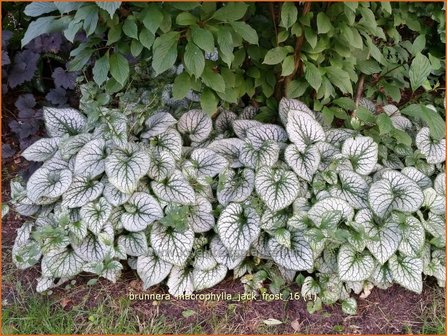 Brunnera macrophylla &#039;Jack Frost&#039; | Kaukasische vergeet-mij-nietje, Vast vergeet-mij-nietje | Kaukasusvergissmeinnich