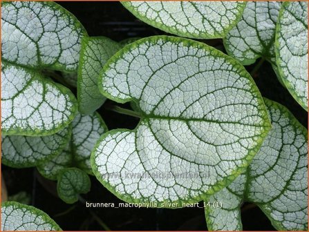 Brunnera macrophylla &#039;Silver Heart&#039; | Kaukasische vergeet-mij-nietje, Vast vergeet-mij-nietje | Kaukasusvergissme