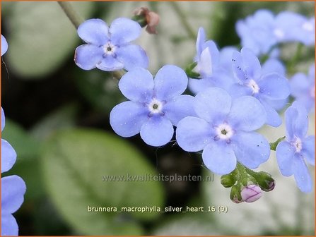 Brunnera macrophylla &#039;Silver Heart&#039; | Kaukasische vergeet-mij-nietje, Vast vergeet-mij-nietje | Kaukasusvergissme