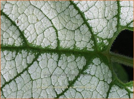 Brunnera macrophylla &#039;Silver Heart&#039; | Kaukasische vergeet-mij-nietje, Vast vergeet-mij-nietje | Kaukasusvergissme