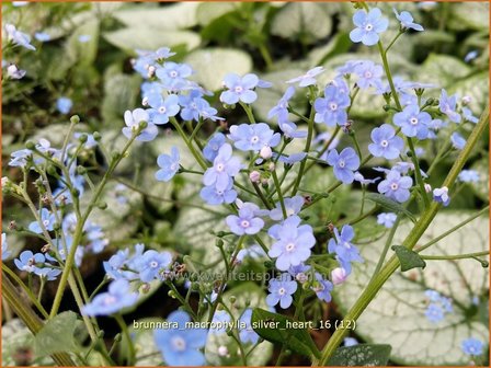 Brunnera macrophylla &#039;Silver Heart&#039; | Kaukasische vergeet-mij-nietje, Vast vergeet-mij-nietje | Kaukasusvergissme