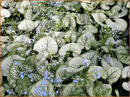 Brunnera macrophylla &#039;Silver Heart&#039; | Kaukasische vergeet-mij-nietje, Vast vergeet-mij-nietje | Kaukasusvergissme