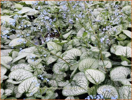 Brunnera macrophylla &#039;Silver Heart&#039; | Kaukasische vergeet-mij-nietje, Vast vergeet-mij-nietje | Kaukasusvergissme