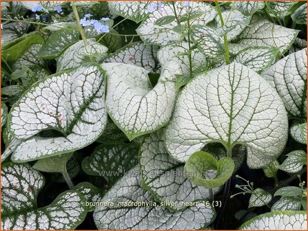 Brunnera macrophylla &#039;Silver Heart&#039; | Kaukasische vergeet-mij-nietje, Vast vergeet-mij-nietje | Kaukasusvergissme