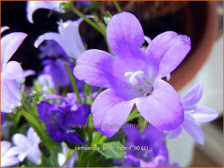 Campanula &#039;Birch Hybrid&#039; | Dalmatieklokje, Klokjesbloem | Polster-Glockenblume