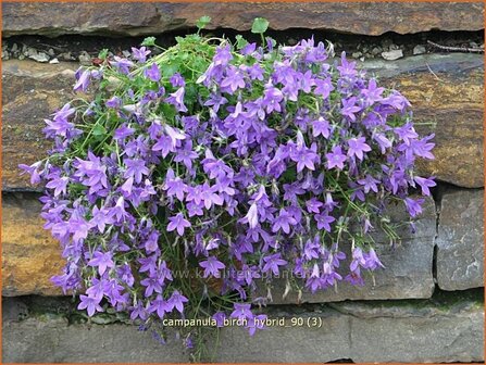 Campanula &#039;Birch Hybrid&#039; | Dalmatieklokje, Klokjesbloem | Polster-Glockenblume