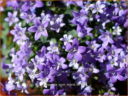 Campanula &#039;Birch Hybrid&#039; | Dalmatieklokje, Klokjesbloem | Polster-Glockenblume