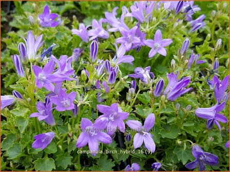 Campanula &#039;Birch Hybrid&#039; | Dalmatieklokje, Klokjesbloem | Polster-Glockenblume