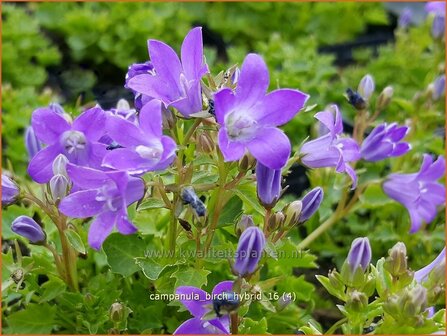 Campanula &#039;Birch Hybrid&#039; | Dalmatieklokje, Klokjesbloem | Polster-Glockenblume