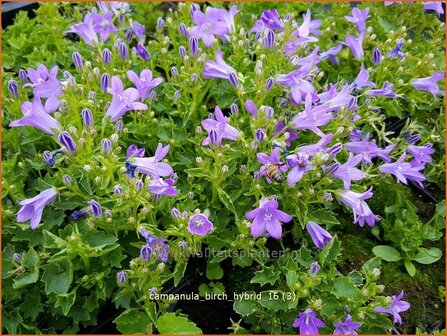 Campanula &#039;Birch Hybrid&#039; | Dalmatieklokje, Klokjesbloem | Polster-Glockenblume