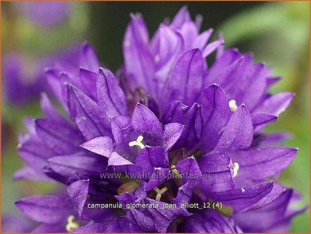 Campanula glomerata &#039;Joan Elliott&#039; | Kluwenklokje, Klokjesbloem | Kn&auml;uel-Glockenblume