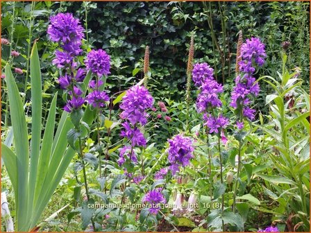 Campanula glomerata &#039;Joan Elliott&#039; | Kluwenklokje, Klokjesbloem | Kn&auml;uel-Glockenblume