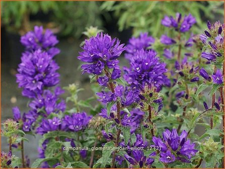 Campanula glomerata &#039;Joan Elliott&#039; | Kluwenklokje, Klokjesbloem | Kn&auml;uel-Glockenblume