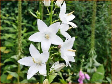 Campanula pyramidalis &#039;Alba&#039; | Piramideklokje, Klokjesbloem | Pyramiden-Glockenblume