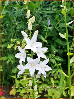 Campanula pyramidalis &#039;Alba&#039; | Piramideklokje, Klokjesbloem | Pyramiden-Glockenblume