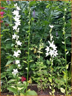 Campanula pyramidalis &#039;Alba&#039; | Piramideklokje, Klokjesbloem | Pyramiden-Glockenblume