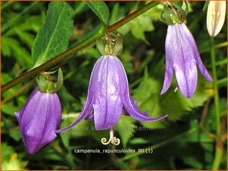 Campanula rapunculoides | Akkerklokje, Klokjesbloem | Acker-Glockenblume