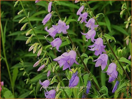 Campanula rapunculoides | Akkerklokje, Klokjesbloem | Acker-Glockenblume