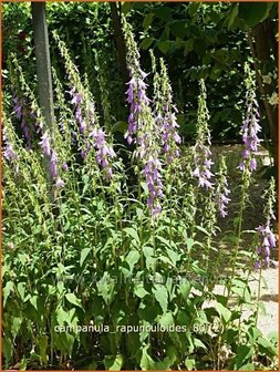 Campanula rapunculoides | Akkerklokje, Klokjesbloem | Acker-Glockenblume