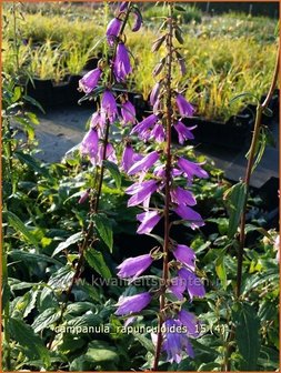 Campanula rapunculoides | Akkerklokje, Klokjesbloem | Acker-Glockenblume