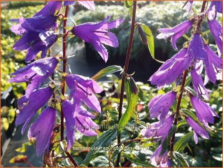 Campanula rapunculoides | Akkerklokje, Klokjesbloem | Acker-Glockenblume