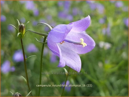 Campanula rotundifolia &#039;Olympica&#039; | Grasklokje, Klokjesbloem | Rundbl&auml;ttrige Glockenblume