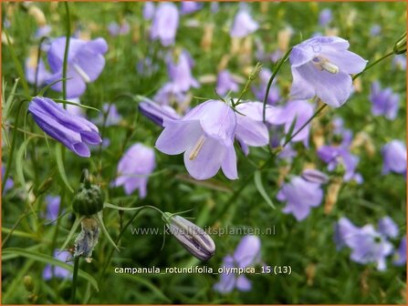 Campanula rotundifolia &#039;Olympica&#039; | Grasklokje, Klokjesbloem | Rundbl&auml;ttrige Glockenblume