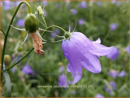 Campanula rotundifolia &#039;Olympica&#039; | Grasklokje, Klokjesbloem | Rundbl&auml;ttrige Glockenblume