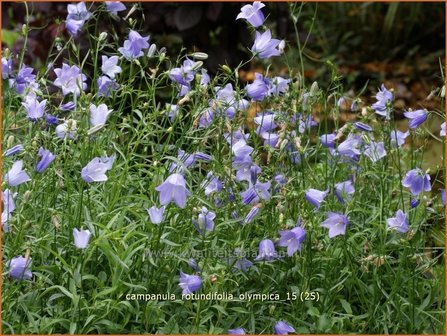 Campanula rotundifolia &#039;Olympica&#039; | Grasklokje, Klokjesbloem | Rundbl&auml;ttrige Glockenblume